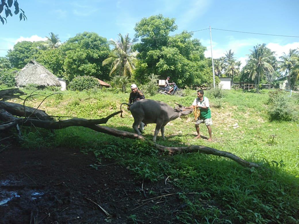 KEGIATAN VAKSINASI TERNAK DI DESA LEDETALO